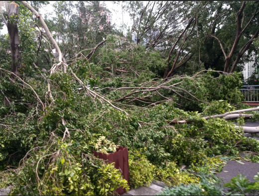 臺(tái)風(fēng) 臺(tái)風(fēng)